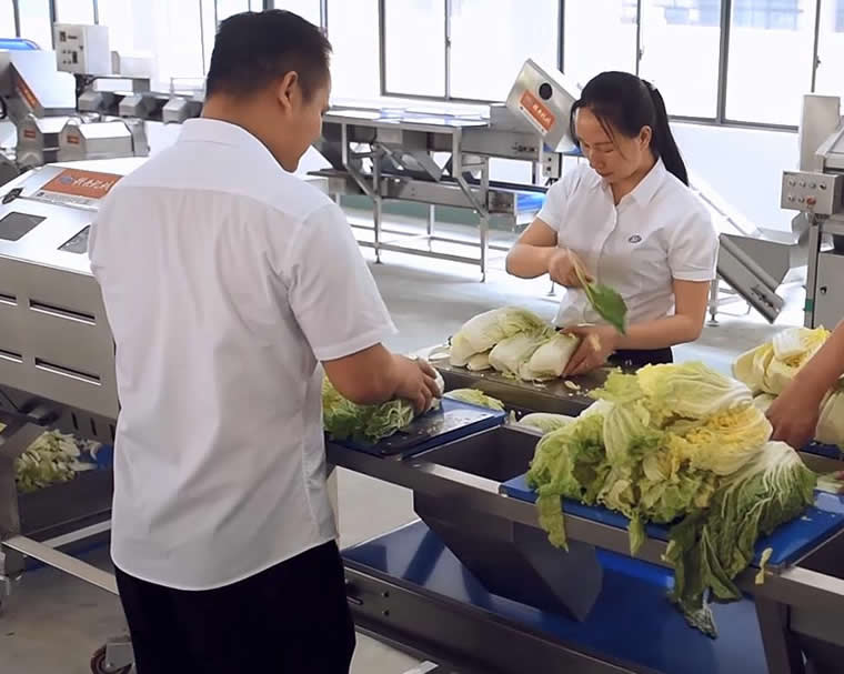 預(yù)制菜清洗線人工分揀 預(yù)制菜清洗線人工分揀